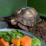 jabuti-encontrado-embaixo-de-piso-de-casa-e-devolvido-a-natureza-apos-sete-meses-de-reabilitacao