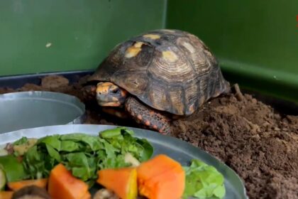 jabuti-encontrado-embaixo-de-piso-de-casa-e-devolvido-a-natureza-apos-sete-meses-de-reabilitacao