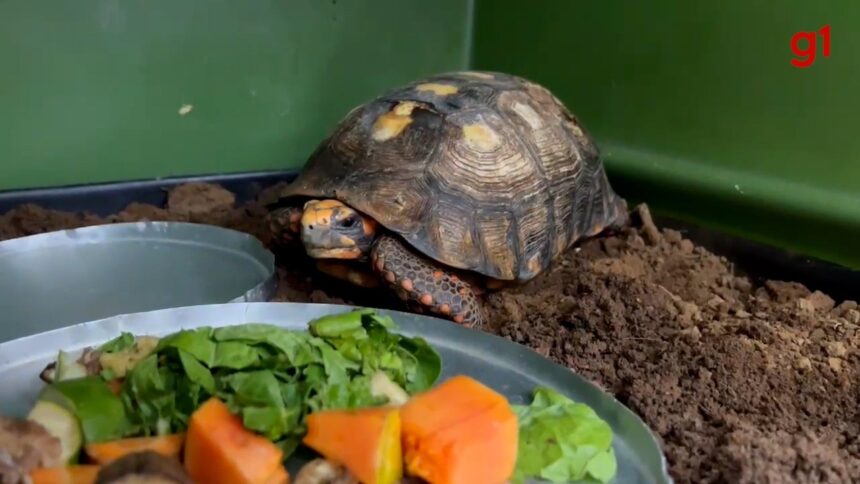 jabuti-encontrado-embaixo-de-piso-de-casa-e-devolvido-a-natureza-apos-sete-meses-de-reabilitacao