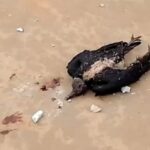 raio-mata-urubu-ao-atingir-mao-do-cristo-redentor-no-tocantins;-video