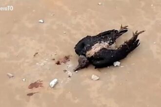 raio-mata-urubu-ao-atingir-mao-do-cristo-redentor-no-tocantins;-video