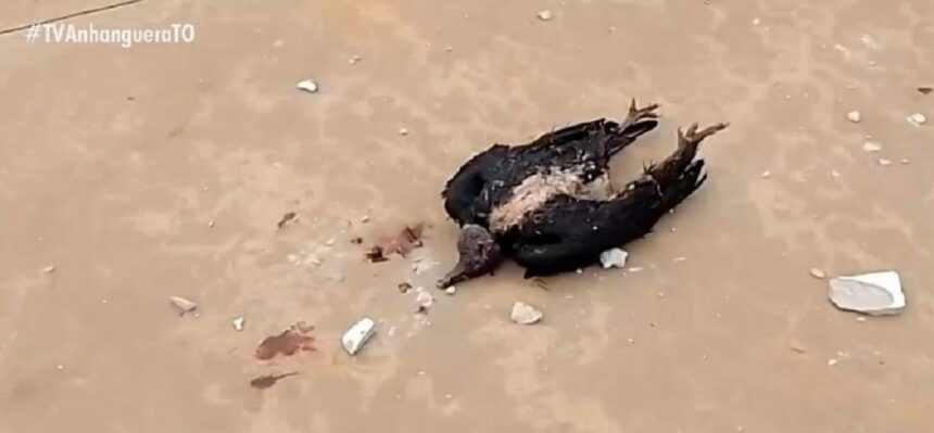 raio-mata-urubu-ao-atingir-mao-do-cristo-redentor-no-tocantins;-video