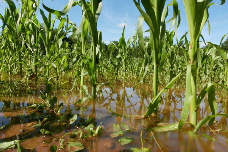 retrospectiva-2025:-aprovada-ampliacao-do-acesso-de-agricultores-familiares-ao-garantia-safra