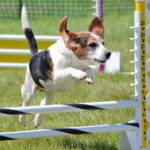 retrospectiva-2025:-camara-aprovou-proibicao-de-uso-de-animais-em-testes-de-cosmeticos