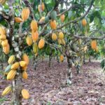 lei-reconhece-ilheus,-na-bahia,-como-capital-nacional-da-rota-do-cacau-e-do-chocolate