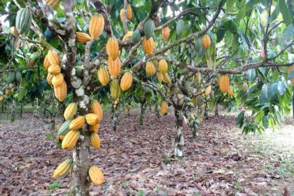lei-reconhece-ilheus,-na-bahia,-como-capital-nacional-da-rota-do-cacau-e-do-chocolate