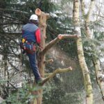 lei-permite-poda-ou-corte-de-arvores-quando-orgao-ambiental-se-omite