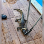 filhote-de-jacare-e-encontrado-em-piscina,-resgatado-e-devolvido-a-natureza;-video