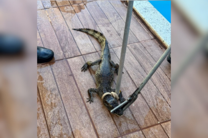 filhote-de-jacare-e-encontrado-em-piscina,-resgatado-e-devolvido-a-natureza;-video