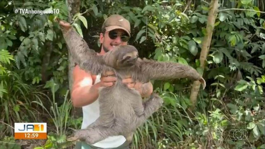 influenciador-ajuda-bicho-preguica-a-atravessar-rodovia-no-tocantins;-video