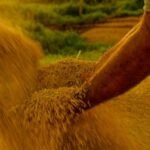 lei-reconhece-mirim-doce,-em-santa-catarina,-como-capital-nacional-do-melhor-arroz