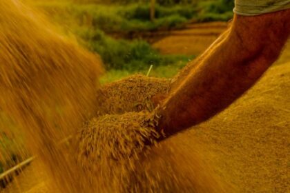 lei-reconhece-mirim-doce,-em-santa-catarina,-como-capital-nacional-do-melhor-arroz