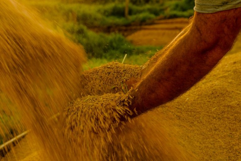 lei-reconhece-mirim-doce,-em-santa-catarina,-como-capital-nacional-do-melhor-arroz