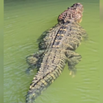 pescador-registra-jacare-gigante-nadando-tranquilo-na-ilha-do-bananal:-‘de-estimacao’