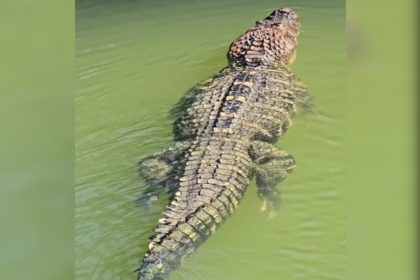 pescador-registra-jacare-gigante-nadando-tranquilo-na-ilha-do-bananal:-‘de-estimacao’