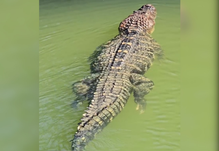 pescador-registra-jacare-gigante-nadando-tranquilo-na-ilha-do-bananal:-‘de-estimacao’