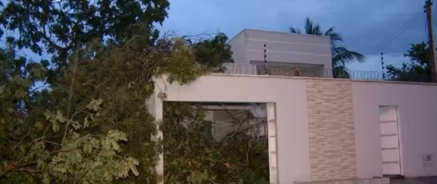 temporal-derruba-arvores-e-deixa-quadras-sem-energia-no-sul-de-palmas