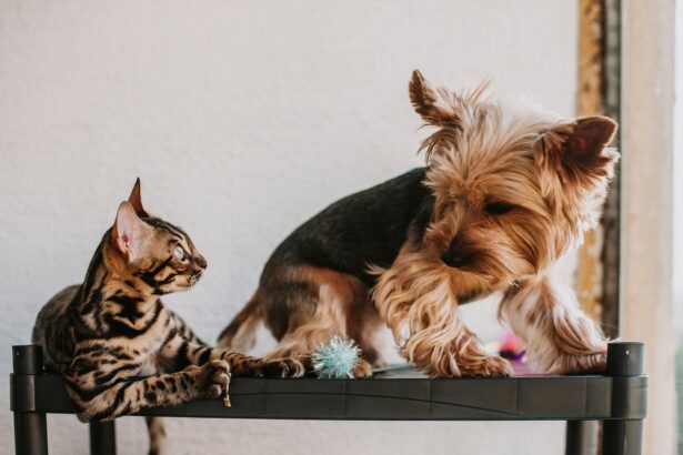 introducao-planejada-define-a-relacao-entre-caes-e-gatos-em-casa