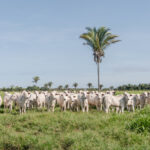 adapec-normatiza-transferencia-de-animais-em-uma-mesma-propriedade