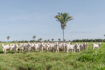 adapec-normatiza-transferencia-de-animais-em-uma-mesma-propriedade