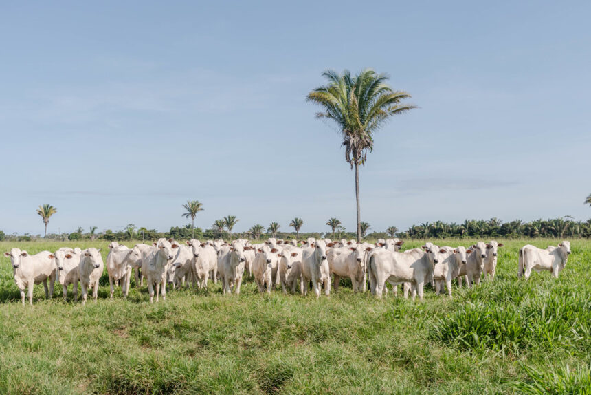 adapec-normatiza-transferencia-de-animais-em-uma-mesma-propriedade