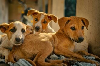 conheca-estrategias-para-desenvolver-a-cognicao-dos-caes-em-casa-e-na-rua