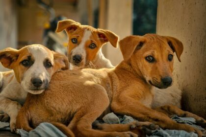 conheca-estrategias-para-desenvolver-a-cognicao-dos-caes-em-casa-e-na-rua