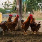 cuidados-na-criacao-de-aves-de-subsistencia-evitam-doencas-e-prejuizos