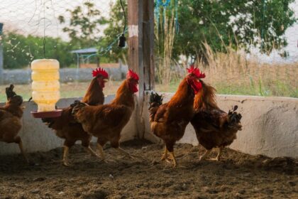 cuidados-na-criacao-de-aves-de-subsistencia-evitam-doencas-e-prejuizos