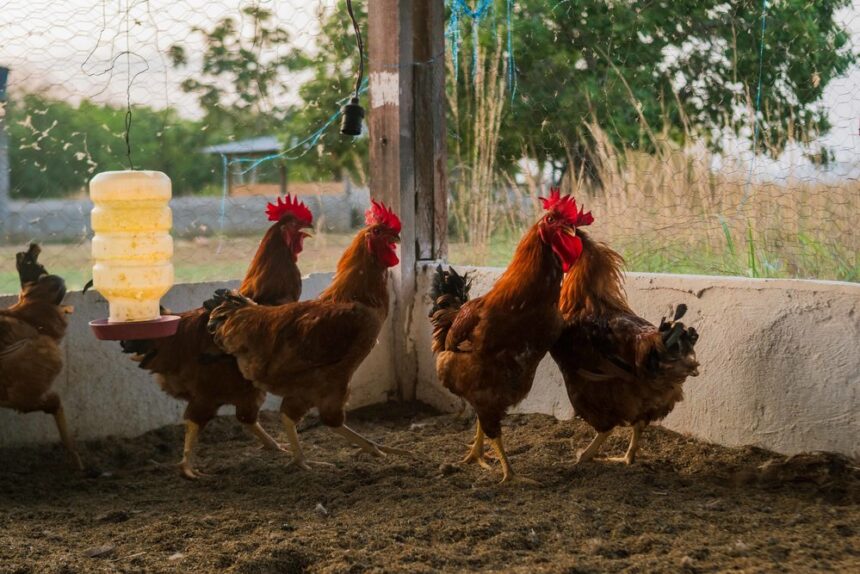 cuidados-na-criacao-de-aves-de-subsistencia-evitam-doencas-e-prejuizos