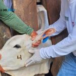 ananas:-curso-de-vacinacao-contra-brucelose-acontece-dias-26-e-27-visando-fortalecer-defesa-sanitaria