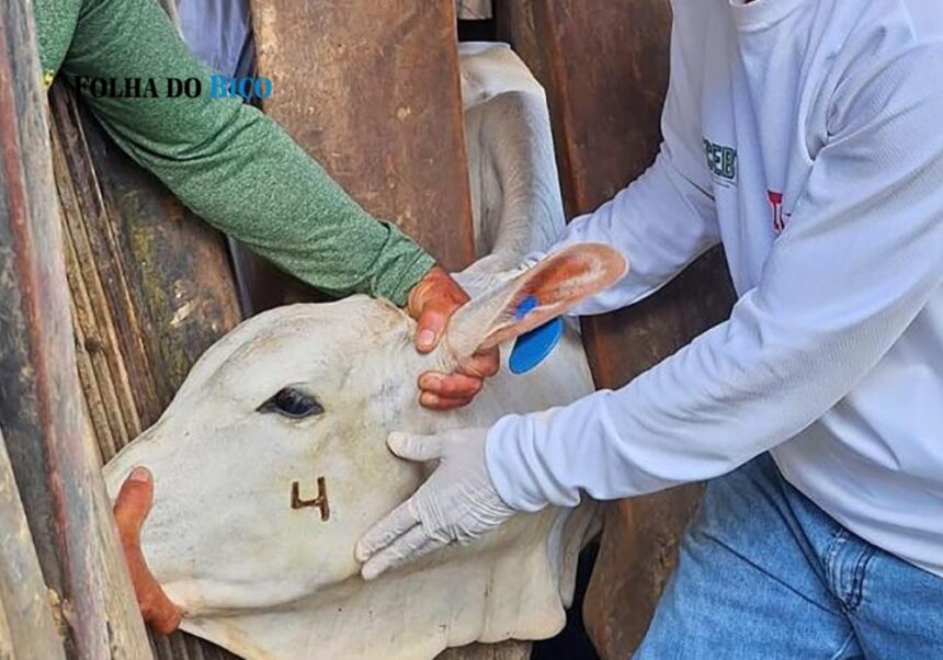ananas:-curso-de-vacinacao-contra-brucelose-acontece-dias-26-e-27-visando-fortalecer-defesa-sanitaria