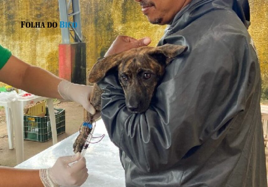 maraba:-comunidade-podera-levar-caes-e-gatos-para-vacinacao-e-exames-gratuitos-este-final-de-semana