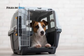 assembleia-aprova-projeto-de-luana-ribeiro-que-permite-transporte-de-pets-em-onibus-intermunicipais