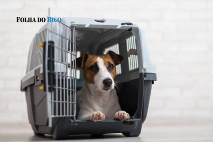 assembleia-aprova-projeto-de-luana-ribeiro-que-permite-transporte-de-pets-em-onibus-intermunicipais