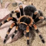 mulher-esquece-se-de-caixa-com-20-tarantulas-vivas-em-trem-na-alemanha