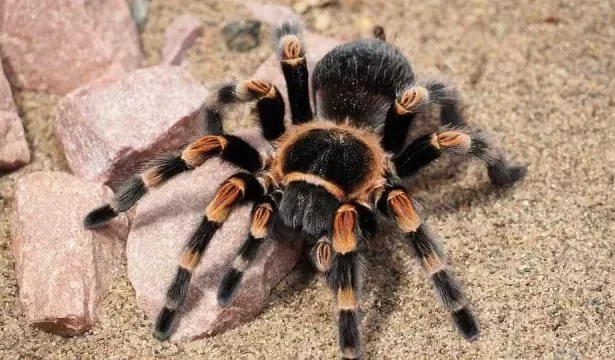 mulher-esquece-se-de-caixa-com-20-tarantulas-vivas-em-trem-na-alemanha
