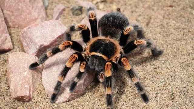 mulher-esquece-se-de-caixa-com-20-tarantulas-vivas-em-trem-na-alemanha