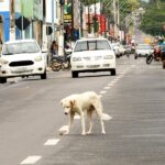 ministerio-publico-monitora-falhas-em-politicas-de-protecao-animal-no-sudeste-do-tocantins