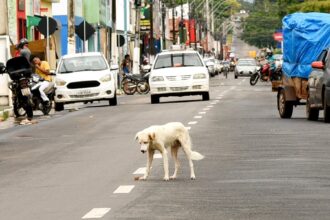 ministerio-publico-monitora-falhas-em-politicas-de-protecao-animal-no-sudeste-do-tocantins