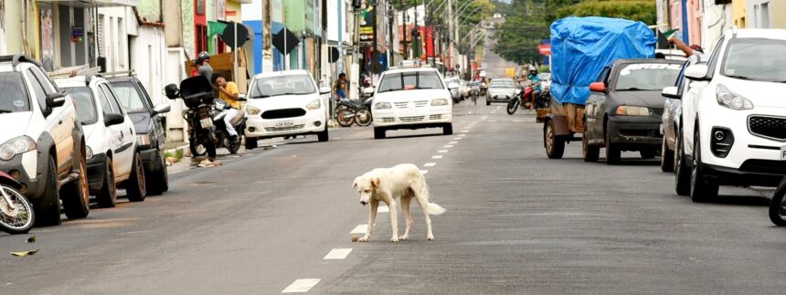 ministerio-publico-monitora-falhas-em-politicas-de-protecao-animal-no-sudeste-do-tocantins