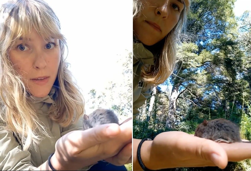 influencer-argentina-viraliza-com-video-com-roedor-no-‘marco-zero’-do-hantavirus:-‘que-fofo!’