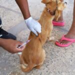 vacinacao-antirrabica-de-caes-e-gatos-avanca-em-bairros-de-araguaina
