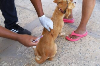 vacinacao-antirrabica-de-caes-e-gatos-avanca-em-bairros-de-araguaina