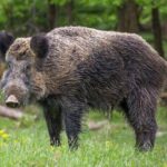 comissao-de-saude-debate-controle-e-manejo-de-especies-invasoras
