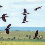 pesquisadores-querem-criar-indice-para-“traduzir”-estresse-ambiental