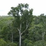 desmate-na-amazonia-em-maio-fica-perto-de-minima-historica