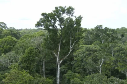 desmate-na-amazonia-em-maio-fica-perto-de-minima-historica