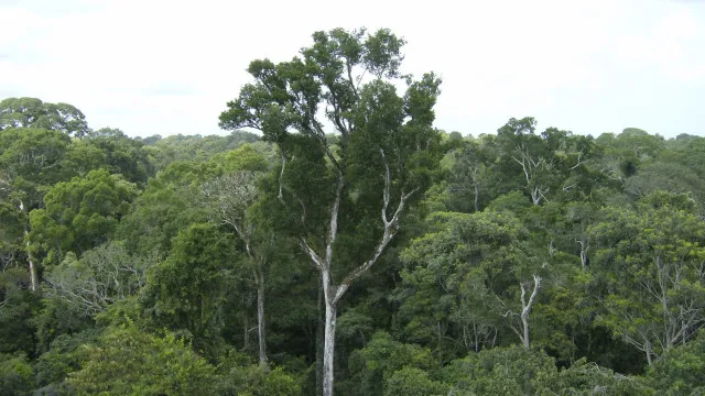 desmate-na-amazonia-em-maio-fica-perto-de-minima-historica