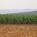 retrospectiva:-deputados-aprovaram-incentivos-para-a-industria-nacional-de-fertilizantes